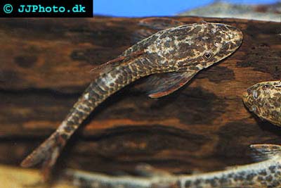 Parotocinclus maculicauda